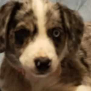 Meet your Posher, Billie j